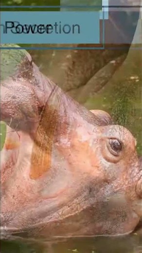 Hippos: Surprisingly Fast and Dangerously Strong! #Hippos, #Wildlife, #NatureFacts