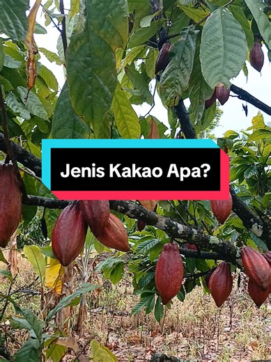 Jenis Kakao: Pengenalan dan Variasi