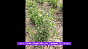 Stevia Farming in Kenya: The Current State of Stevia Farming in Kenya Stevia farming in Kenya presents a promising opportunity for diversification and economic growth. With supportive policies, improved agronomic practices, and investment in processing facilities, the stevia industry in Kenya is poised for significant advancement. As more farmers embrace this high-value crop, stevia could very well become a staple in Kenya's agricultural landscape, contributing to the livelihoods of thousands of
