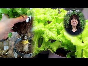 Easy Hydroponic Lettuce Using the Kratky Method and Soda Bottles