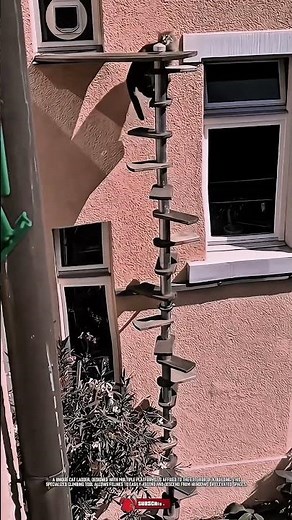 Innovative Cat Climbing Tool: Unique Cat Ladder for Easy Access #ToolHolder