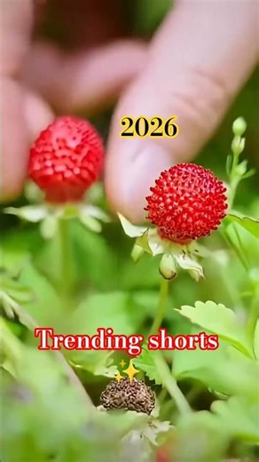 Chinese Rare Fruits Farming | China Exotic Fruits Farming in India | High Profit Farming Ideas