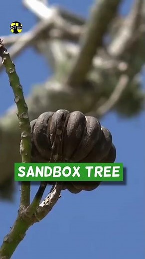 🤯 DYNAMITE TREE'S EXPLODING FRUIT #facts #shortvideos