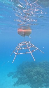 We're thrilled to add one more 視 coral frame to our ocean garden in...