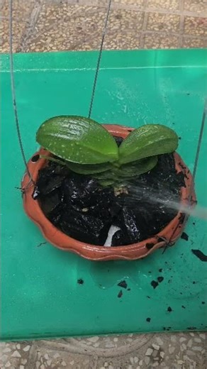 Fertilizing newly planted Phalaenopsis orchids. #hoalantuyenha #hoalandep #orchid