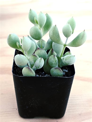 Cotyledon Pendens – Rare Trailing Succulent, Hardy Hanging Collector Plant - Etsy