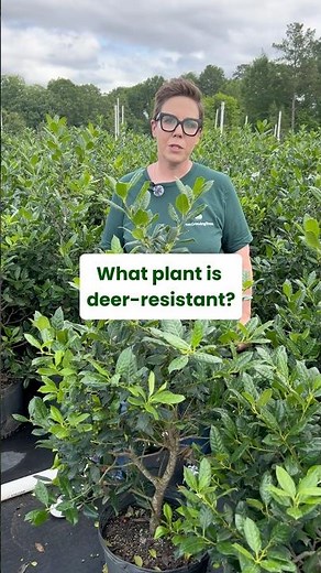 Nellie Stevens Holly 🌿 #landscaping #hedges #fastgrowingtrees #garden