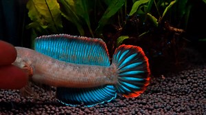 21K views · 680 reactions | Channa Gachua Blue Bengal කැත මාළු 﫣...