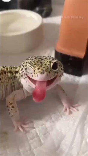 Gecko Balloon Trick! 😳🎈 #facts #shorts #pets