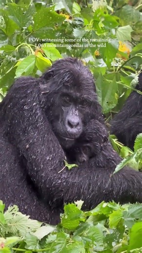 A rare moment of stillness seeing mountain gorillas in their natural habitat