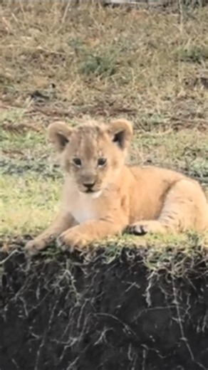 Tiny lion cub looking for mom #lion #shorts