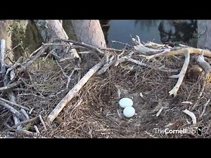 Female Great Horned Owl Leaves Nest At Dawn, Squawking Loudly — 20 January 2015