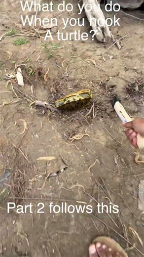 What to do when a turtle bites your fishing hook?