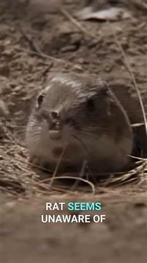 Watch a Rattlesnake Stalk Its Prey
