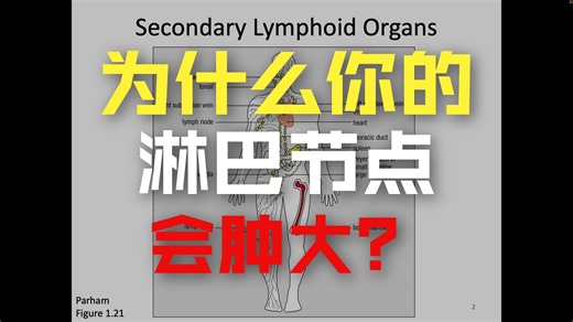 Immunology Fall 2025： Lecture 3 Organs of the Immune System and Humoral Innate I