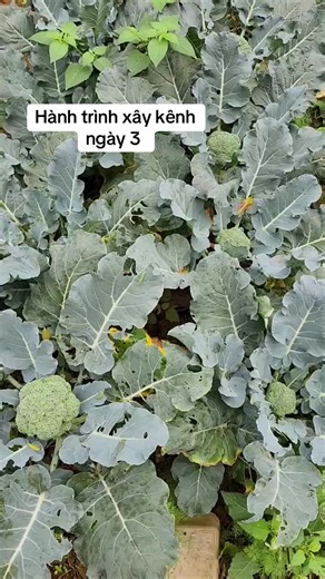 Mỗi ngày cố gắng thêm một chút #nguoimoixaykenh #nguoimoixaykenhtiktok #ilovetiktok