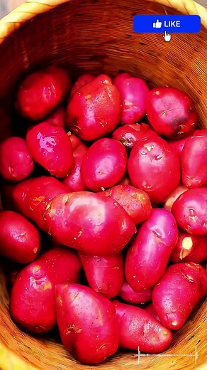Secret Way to Cook Winter Yams for a Unique Rural Flavor New Farmer Plan 2025