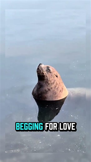 Facts about seal's 🦭|Fun Facts