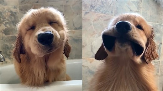 Slow Motion Dog Faces the Blow Dryer