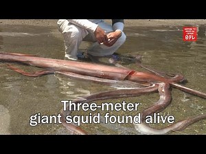 Three meter giant squid found alive