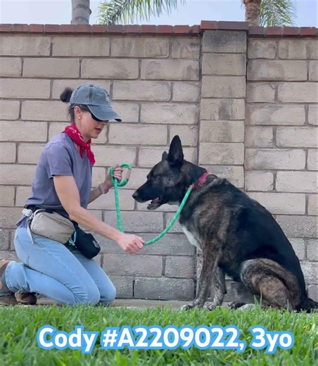 CODY owner surr. Fast learner. Stoic & grounded GSD. Good w other dogs. Well behaved & polite dog