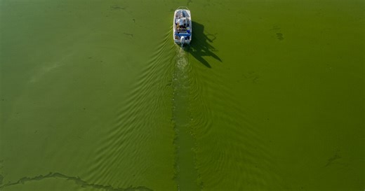 Lake Elsinore isn’t safe to swim in. Here's what to know about the toxic algal bloom
