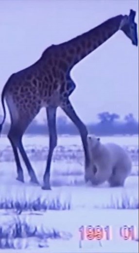 Giraffe vs Polar Bear #wildlife #animals #shorts