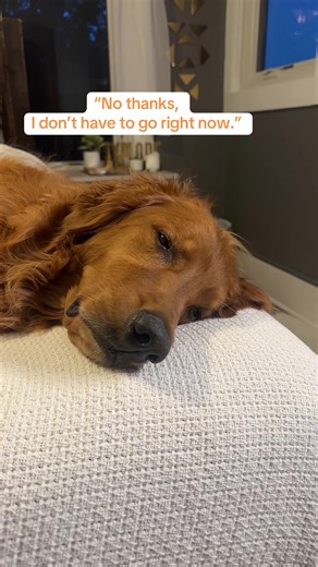 Bedtime Routines for Golden Retrievers Explained