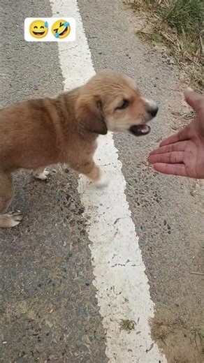 #fun #funny # viralmoments #cutedog #viraldog #funnyshorts