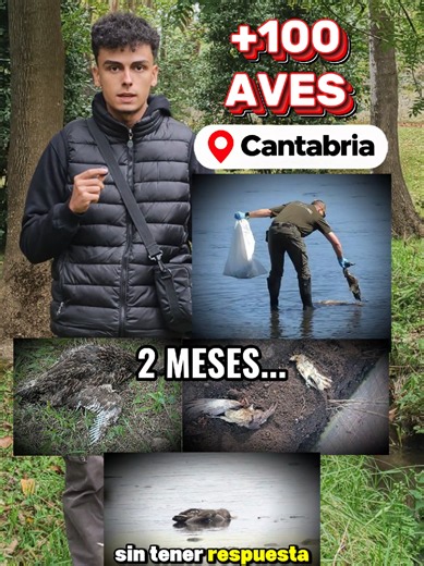 Desastre natural en Cantabria: imágenes del río y aves en Santander