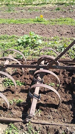 Using the spring tooth harrow and New Holland Tractor