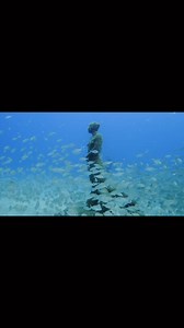 Jason deCaires Taylor on Reels