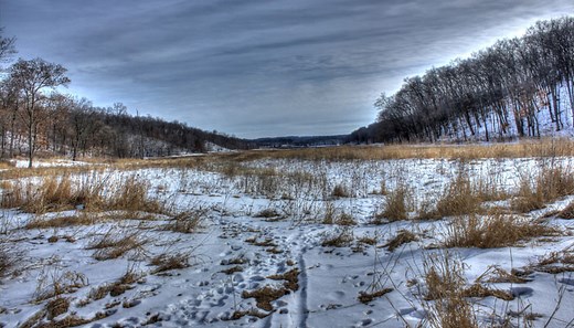 Top 9 Plantas Que Viven En La Tundra | Plantas De Tundra