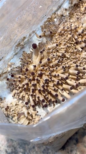 Pioppino mushrooms are mildly sweet, with an earthy and nutty flavor. Our kids think they taste like clams.😋🍄 (also known as Cyclocybe aegerita or Agrocybe aegerita)🍄❤️🍄❤️🍄#pioppini #pioppino #cyclocybeaegerita #agrocybeaegerita #mushrooms #growfood #fungus #fungi #mushroomlove #mushroom #growyourownfood #fungilove #mycology | Learn To Grow