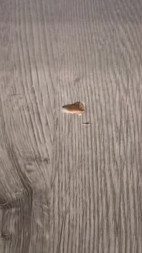 How to Repair Laminate Flooring: Step-by-Step Guide