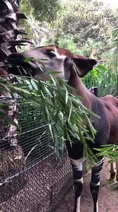 135K views · 6.3K reactions | We’re celebrating a big day for our floppy-eared okapi! | San Diego Zoo | Facebook
