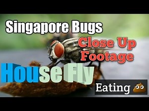 Close-ups of Footage of House fly insect eating Poop macro video