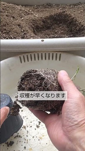 4/5【ミニトマト】植付け こうして植付けをすれば成長が早く大きく育って収穫が早くなります