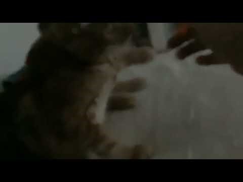 Cat plays with a Stikbot