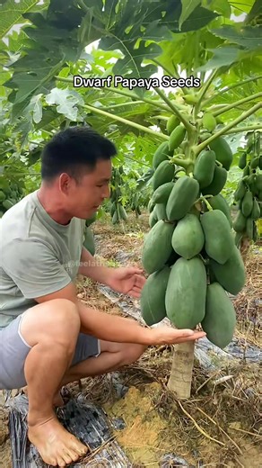 Dwarf Papaya Seeds: Affordable and Easy to Plant