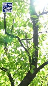 Protect your Sandalwood from Thieves #farmertip #cauverycalling #treebasedagriculture #farmers #sandalwood | Rally For Rivers - Cauvery Calling