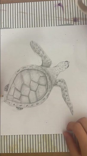 J’apprends à dessiner une tortue marine | Dessin débutant colorié