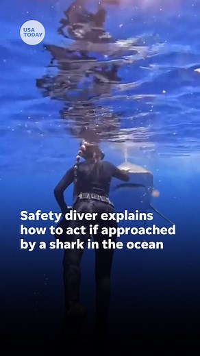 A safety diver in Hawaii calmly pushes away a shark, explaining how to stay safe when approached in the ocean. #shark | USA TODAY