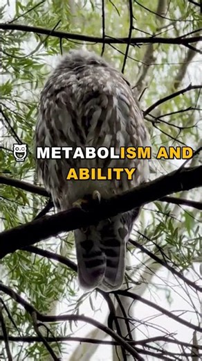 How Long Can Owls Survive Without Food? Shocking Truth!