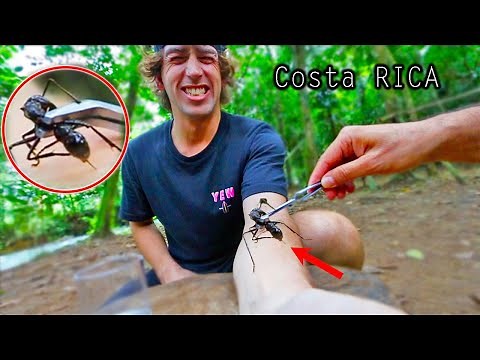 STUNG by a BULLET ANT 8 TIMES! *Worlds strongest insect sting*