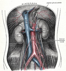 Aortic bifurcation - Alchetron, The Free Social Encyclopedia