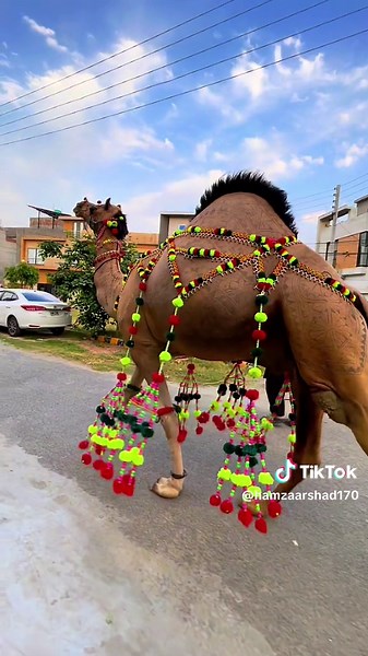 Qurbani: Celebrating the Eid with Big Camels