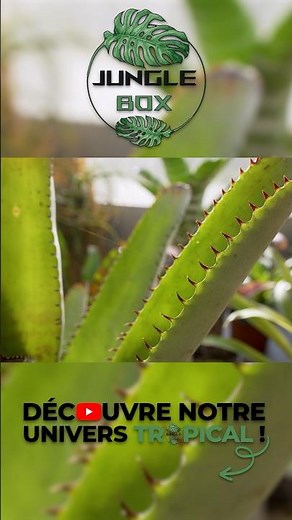 Attention à ces plantes en terrarium ! ⚠️
