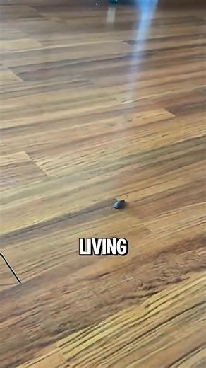 7.2K views | #Facts #reelschallenge #Info #reel #randomfacts #information #viral #magic #trendingnow #animals | fact2fact | Facebook