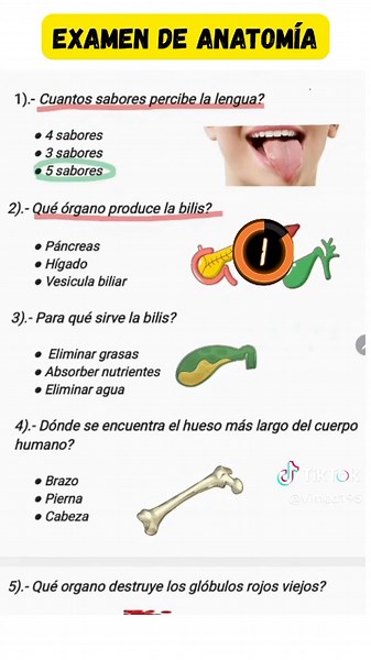 Quiz de Cuerpo Humano: ¿Lograrás 6/6 en el Examen?